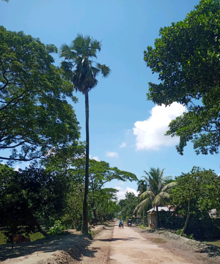 Balijury প্রোফাইল ছবি