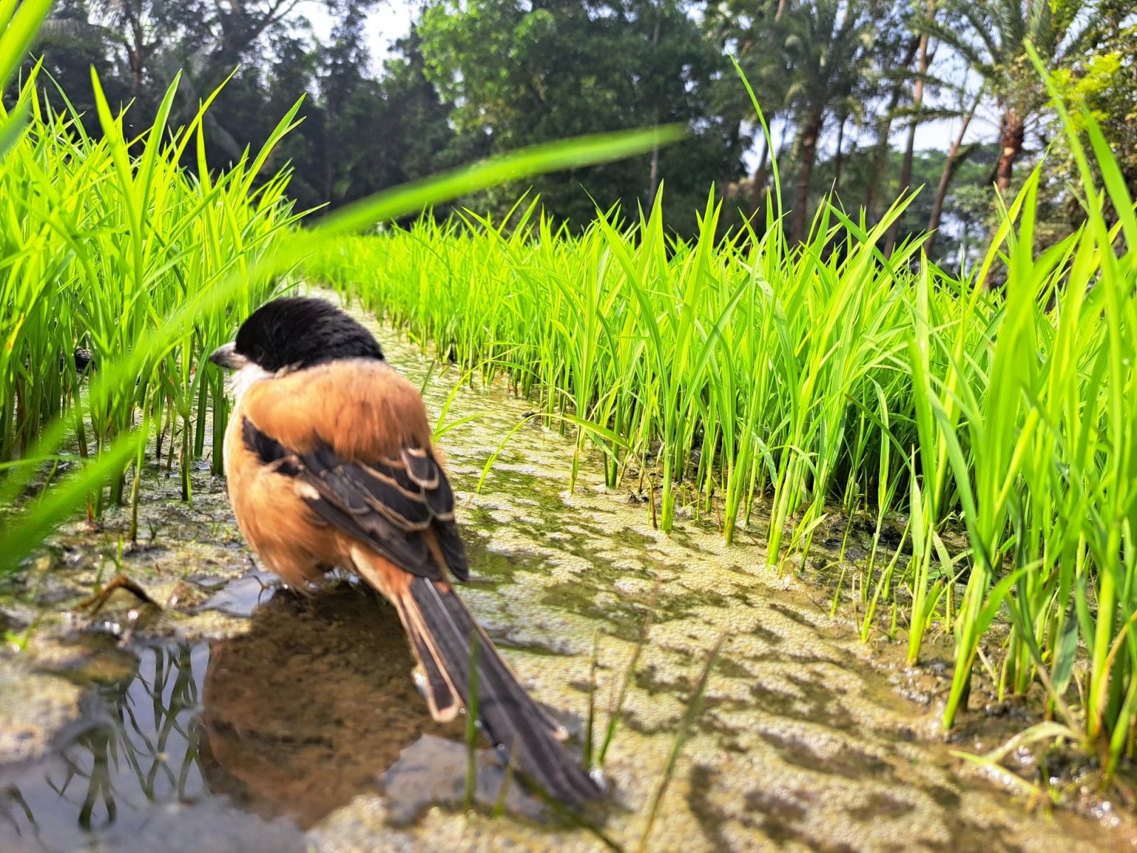 Dakshin Tulagaon 3